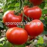 Tomatoes Attya F1