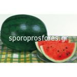 Watermelon Sugar delicata F1