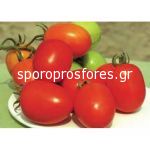 Tomatoes Benito F1