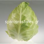 Cabbage Cape Horn F1