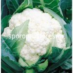 Cauliflower Ecrin F1