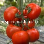 Tomatoes Fruty 260 F1