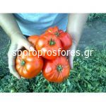Tomatoes Hector F1