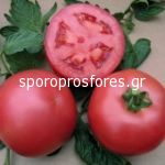 Tomatoes VP 2