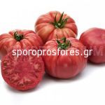 Tomatoes Cassarosa F1