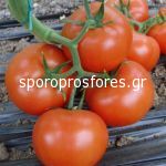 Tomatoes Desperado F1