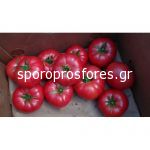 Tomatoes Enki F1
