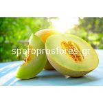 Melons Exelor F1