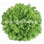 Salads Funtasia