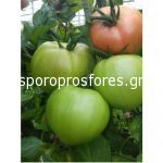 Tomatoes Gusto Pink F1