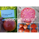 Tomatoes Hapynet F1