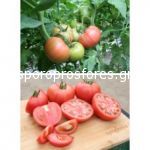 Tomatoes Manekro F1