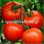 Tomatoes Matissimo F1