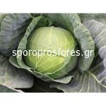 Cabbage Monroo F1