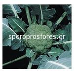 Broccoli Montop F1