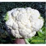 Cauliflower Nautilos (Nautilius F1)