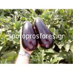 Eggplant Octavia F1