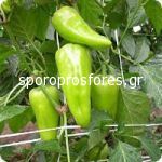 Peppers Pirouet F1