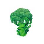 Broccoli Samson F1