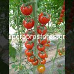 Tomatoes Shiren F1