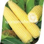 Sweet Corn Singet F1