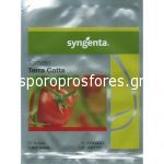Tomatoes Terra Cotta F1