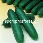 Cucumbers gherkins Timor F1