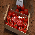 Tomatoes Vitara F1 (Runner)
