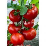 Tomatoes Zadurella F1