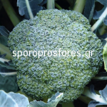Broccoli Malibu F1