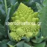 Cauliflower Veronica F1 (Romanesco)