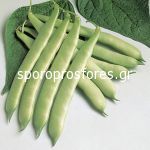 Πράσινα φασόλια Moncayo