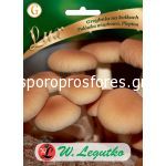 Μανιτάρια Velvet Pyopin / Agrocybe aegerita