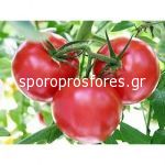 Tomatoes Leonora F1