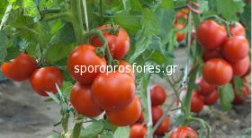 Tomatoes vanilla the F1 (Lycopersicum esculentum Mill)