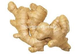 Ginger (Roots)