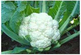 Cauliflower White Ball F1
