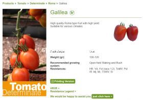 Tomatoes Galilea F1