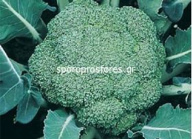 Broccoli Montop F1