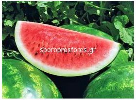 Watermelon Arashan F1