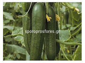 Cucumbers gherkins Passandra F1