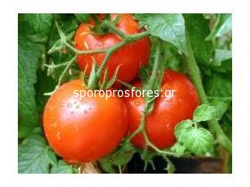 Tomatoes Rossella the F1 (Lycopersicum esculentum Mill)
