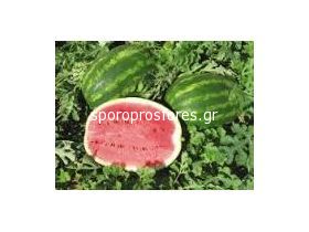 Watermelons Obla F1