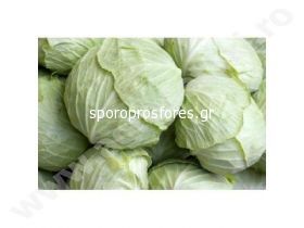 Cabbage Sarmalin F1