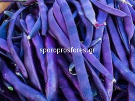 Bean purple Blauhilde