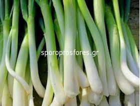 Onion Green Long White Ishikura