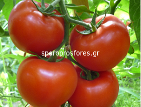 Tomatoes Gravitet F1