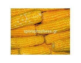Corn Rep. 509
