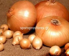 Onions year Shtutgarten