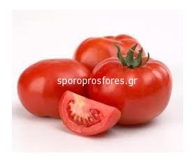 Tomatoes rally F1 (Lycopersicum esculentum Mill)